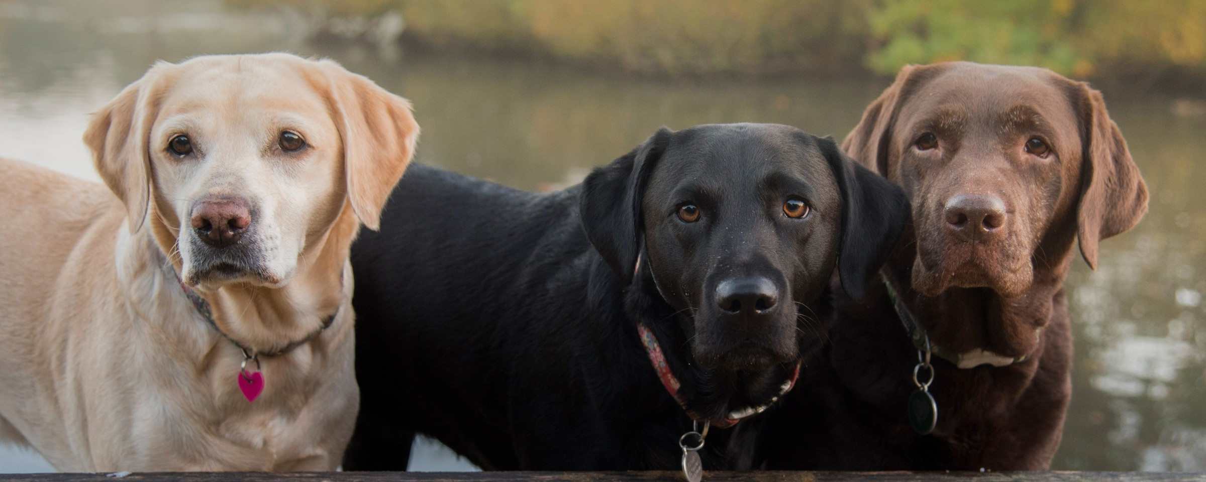 New Charity Partners: Labrador Rescuers