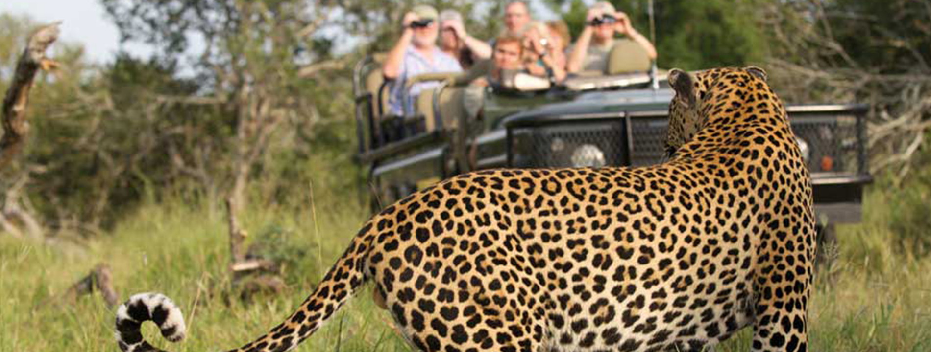 5 Best Safari Lodges in South Africa