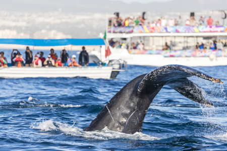 Whale Watching