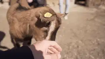 Wildlife, zoos & animals experiences