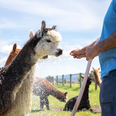Alpaca and Llama Farm Tour, Hands-On Experience