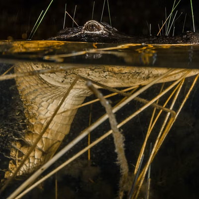 Gator Nights Shared Airboat Ride