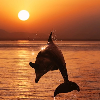 Sunset Dolphin Cruise