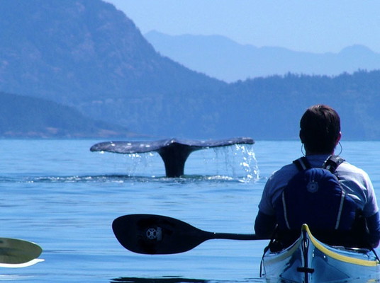 Kayak Full-Day Trip (Anacortes)