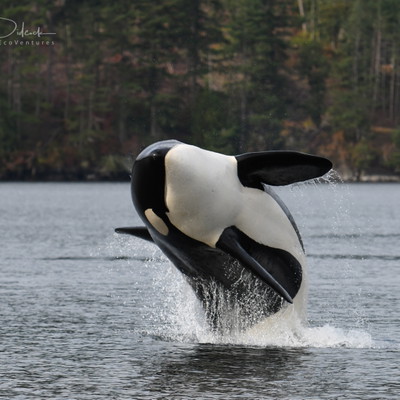 Parksville Sunset Whale and Wildlife Boat Tour