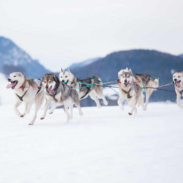 Gifts for Animal Lovers