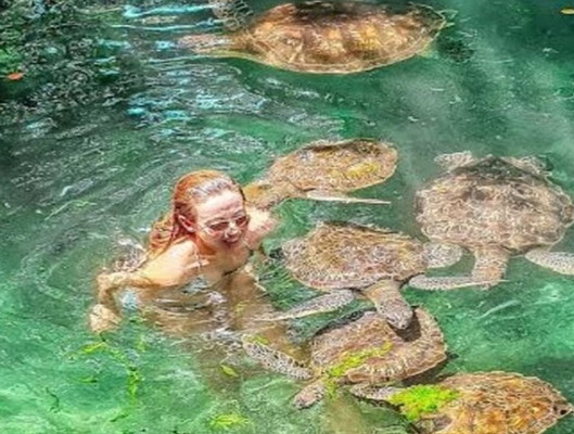 Swim, Snorkel, and Feed Turtles at Baraka Aquarium