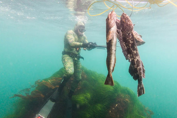 Oregon Coast Spearfishing Trip