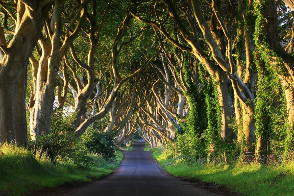 Giant's Causeway and Northern Ireland Highlights