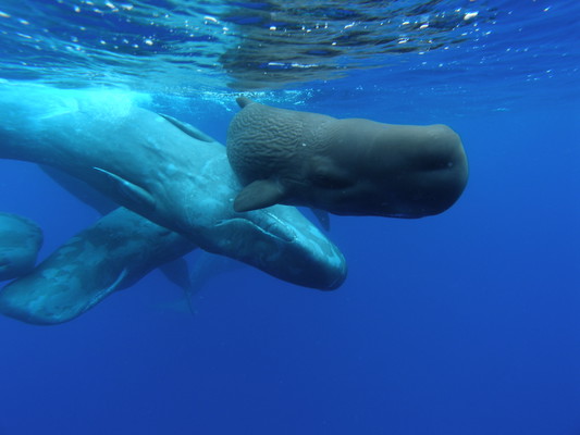 Whale and Dolphin Watching Cruise