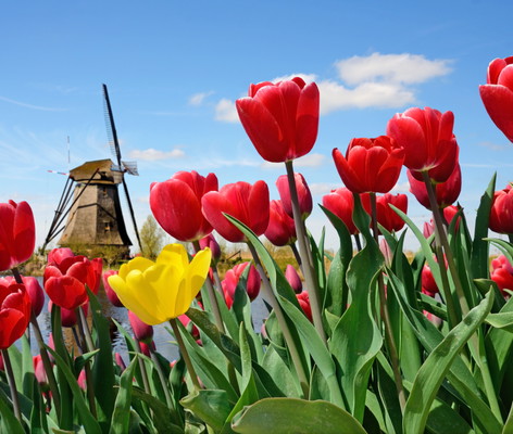 Keukenhof Skip-The-Line Tour