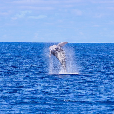 Whales and You: Waikiki Whale Watching