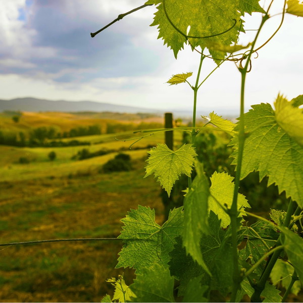 Experience Image