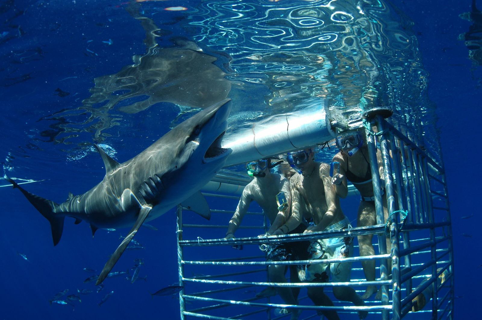 oahu shark cage diving