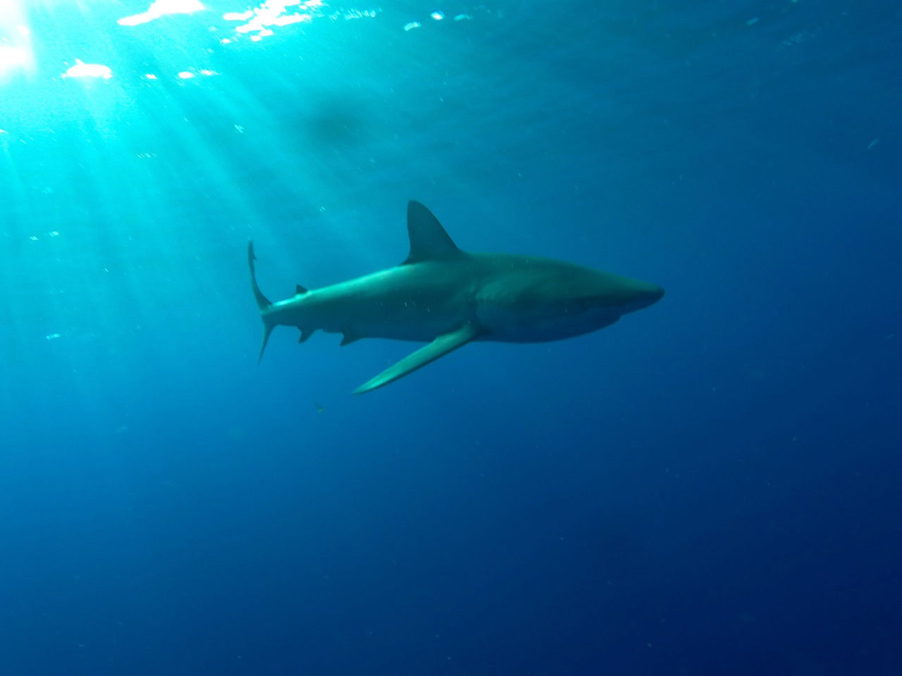 hawaii shark diving