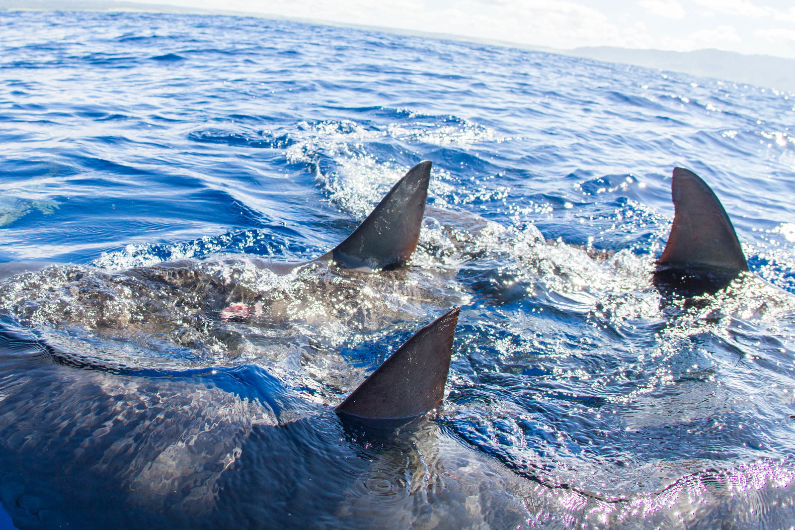 hawaii shark cage diving