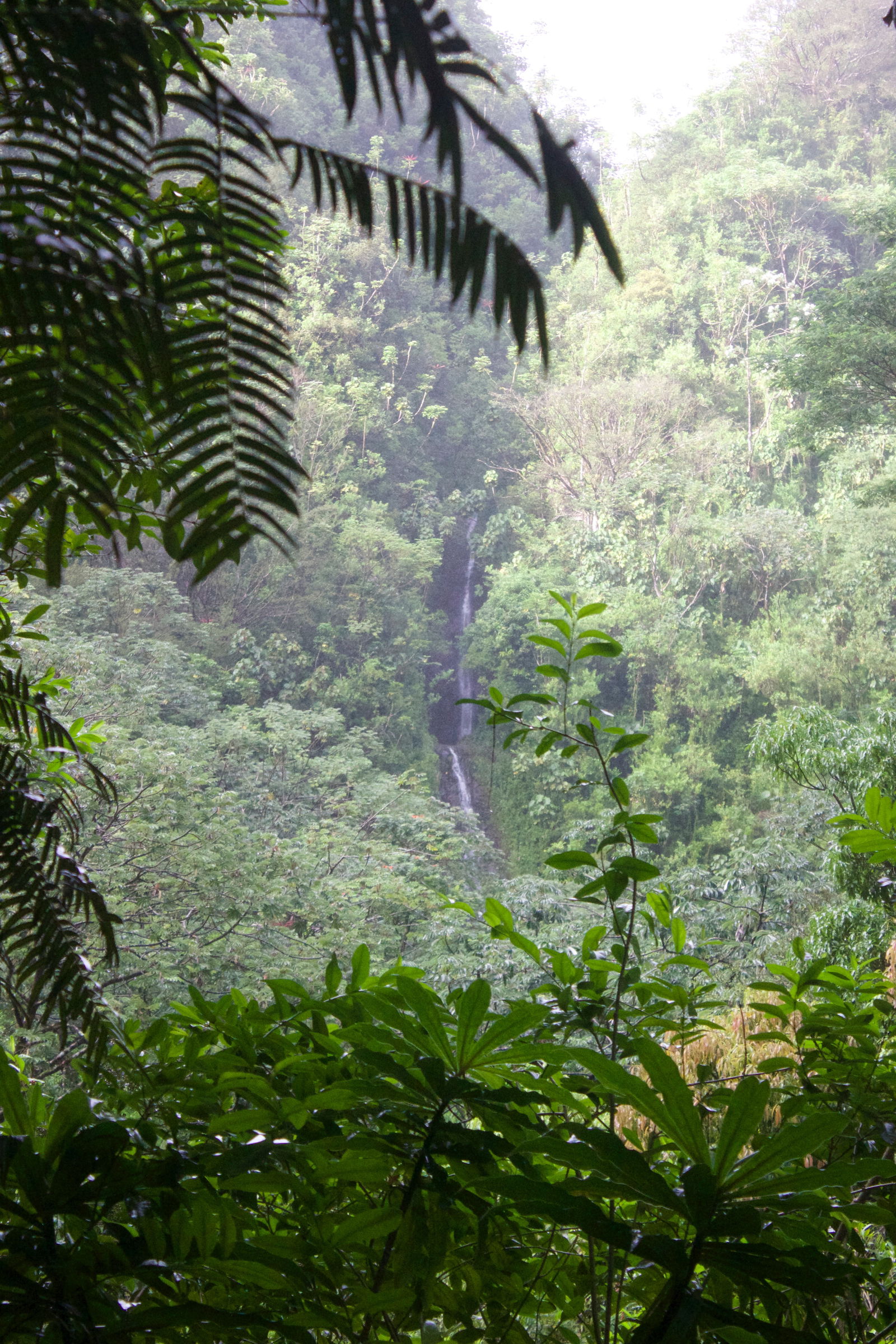 Diamond Head  and Manoa Falls Tour