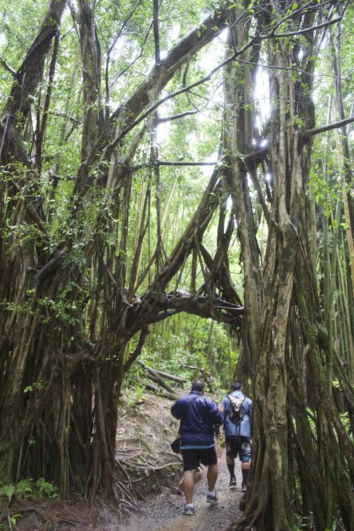 Diamond Head  and Manoa Falls Tour