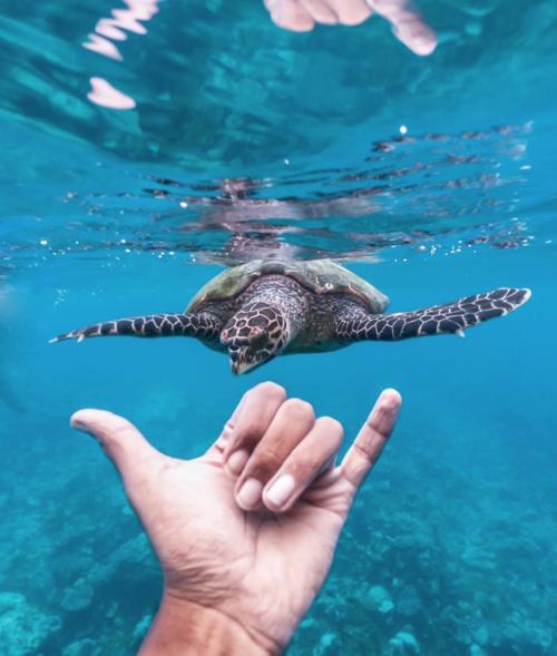 Kona Morning Snorkel and Sail Tour