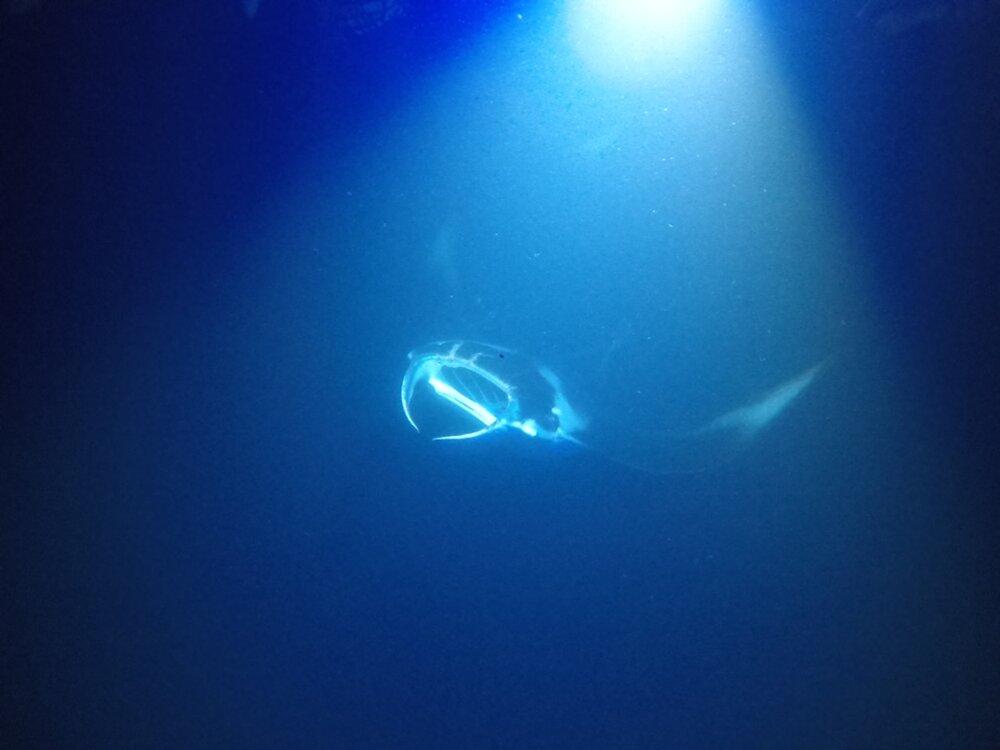 Kona Sunset Sail and Manta Snorkel