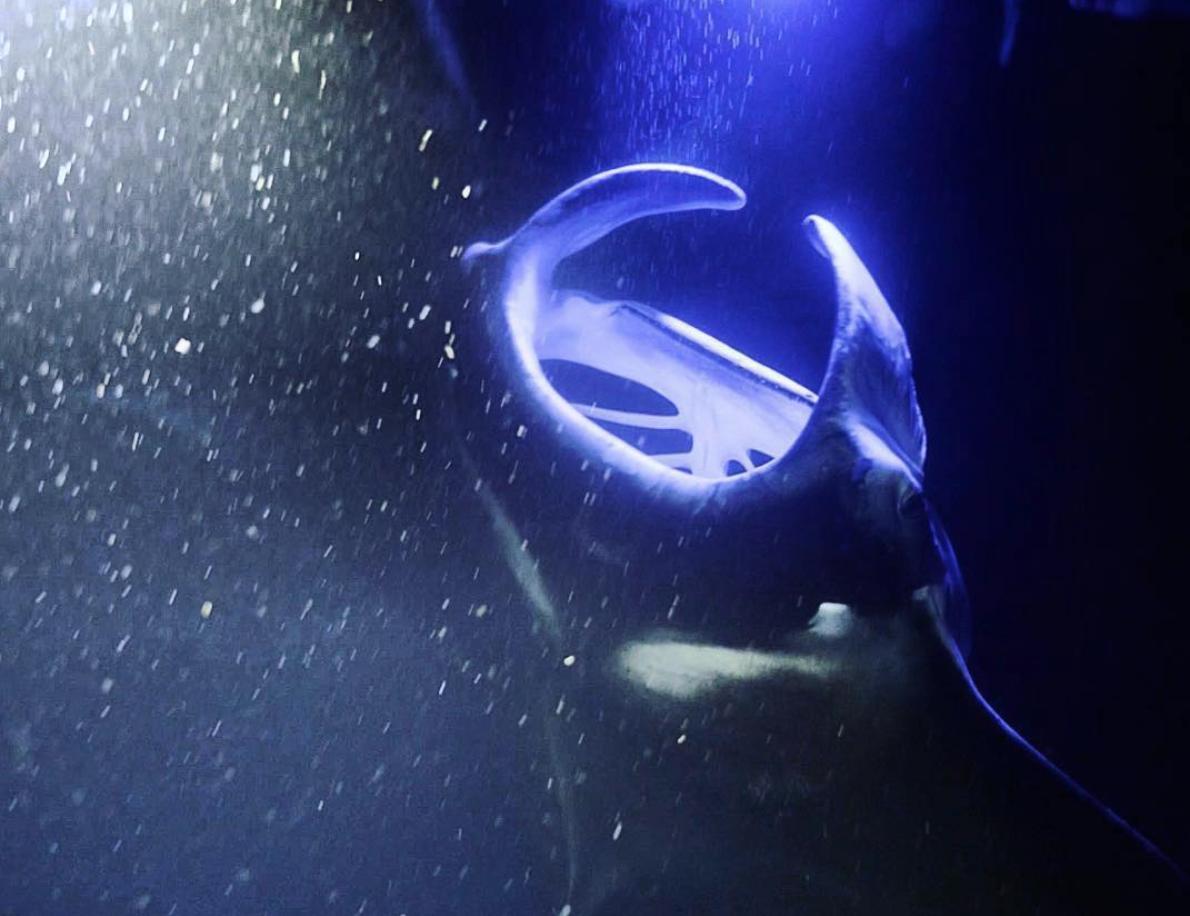 Kona Sunset Sail and Manta Snorkel