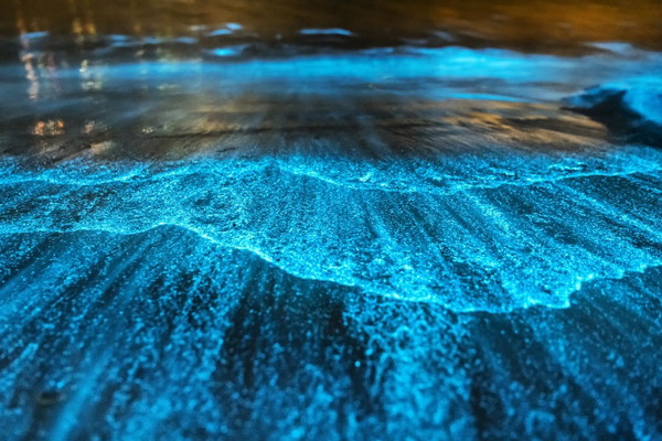 Bioluminescent Kayaking