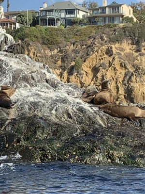 Laguna Beach Wildlife Kayak Tour