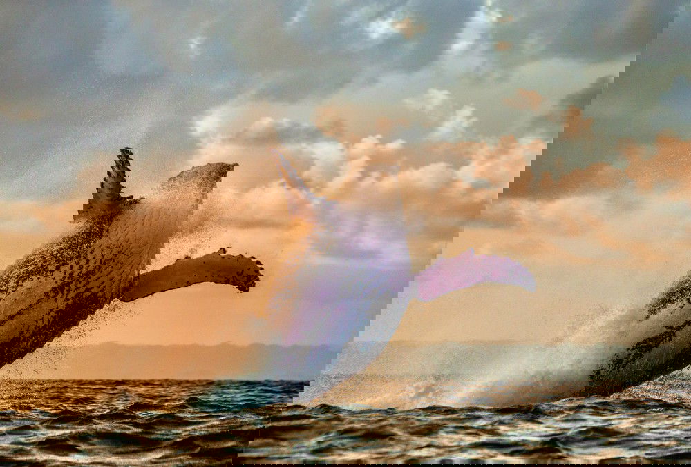 Oahu Whale Watching and Sunset Cruise