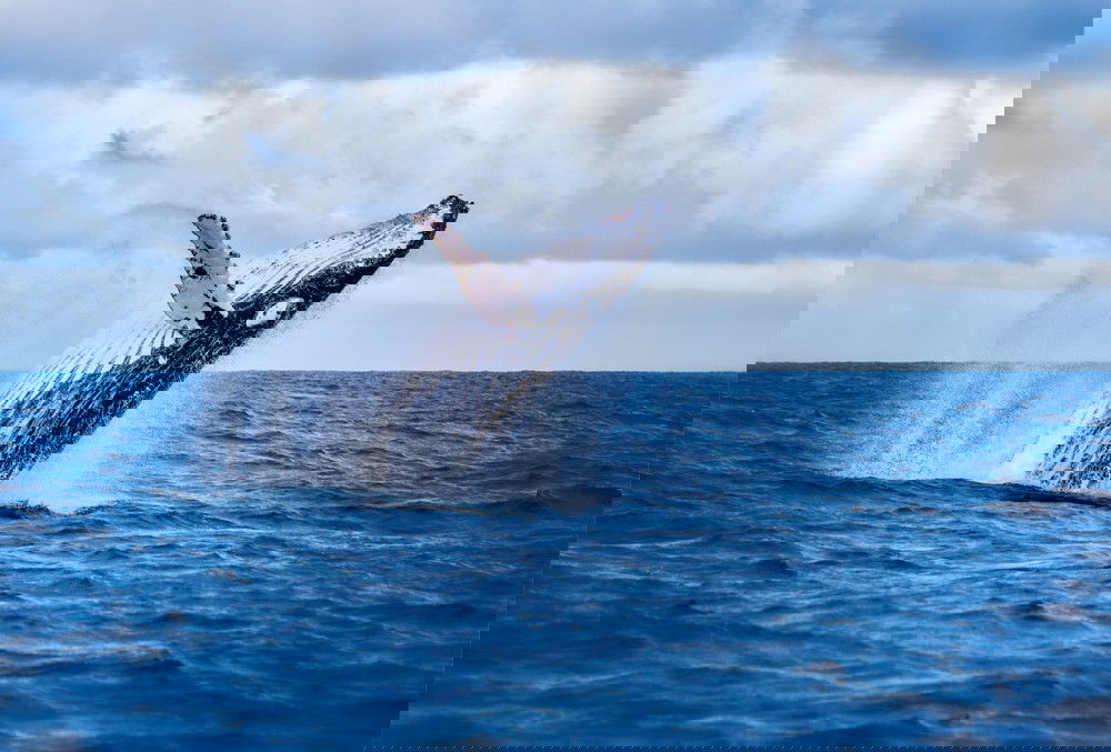 Oahu Whale Watching and Sunset Cruise