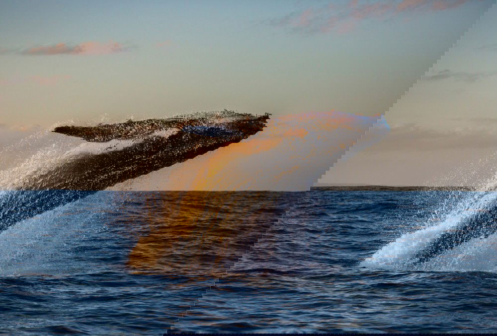 Oahu Whale Watching and Sunset Cruise