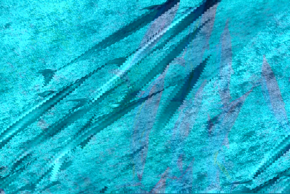 Oahu Dolphin Watching and Snorkel Tour