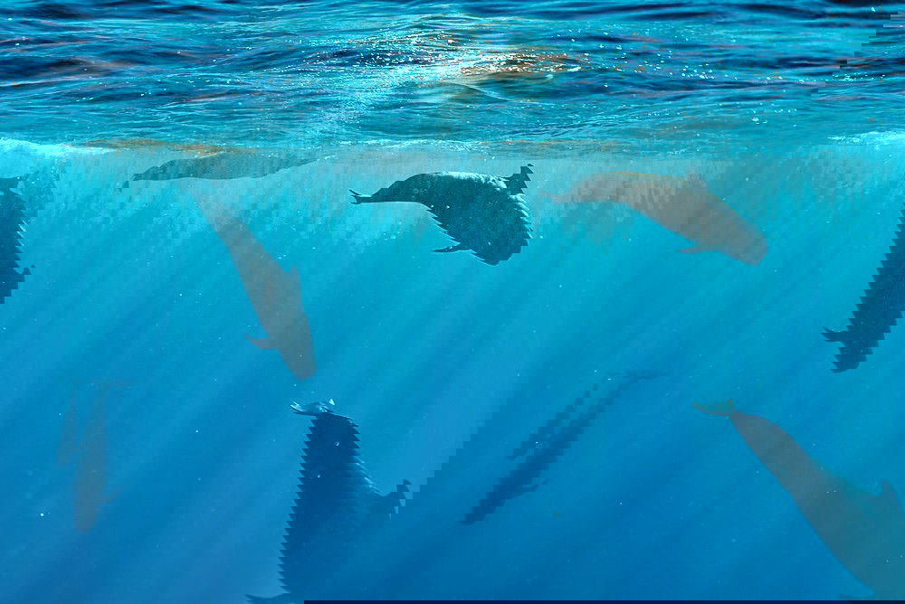 Oahu Dolphin Watching and Snorkel Tour