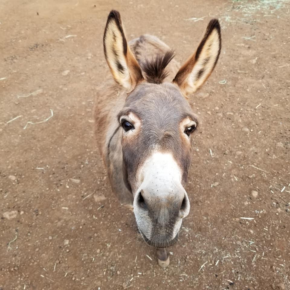 Maui Animal Farm - Petting Zoo Tour