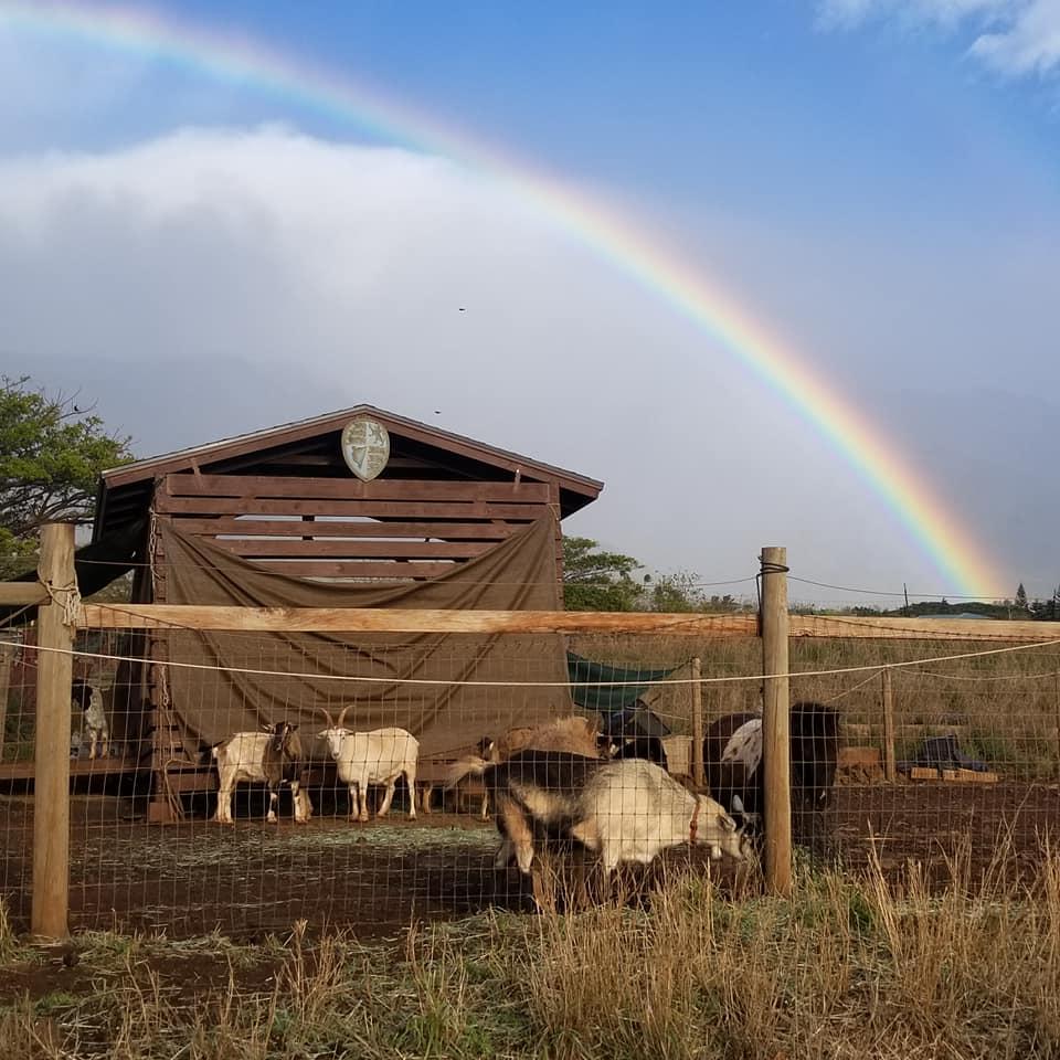 Maui Animal Farm - Petting Zoo Tour