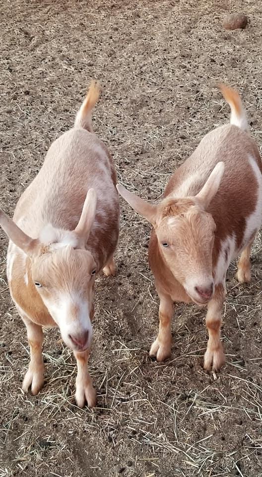 Maui Animal Farm - Petting Zoo Tour