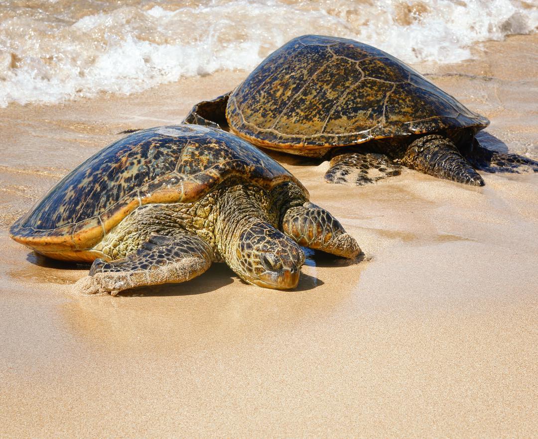 Honolulu Photography Tour