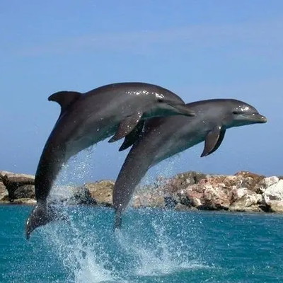 Dolphin Daytime Cruise
