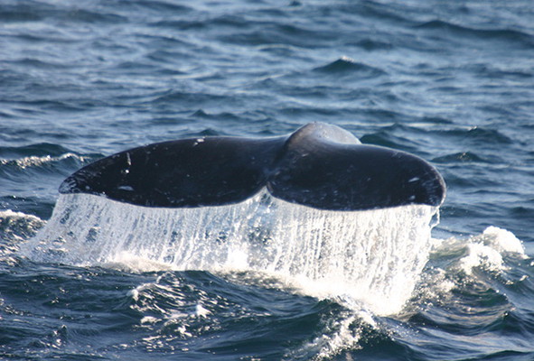San Diego Whale and Dolphin Watching Cruise