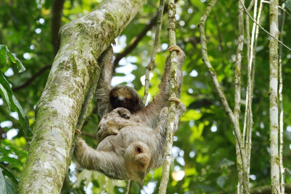 Sloth Watching Tour