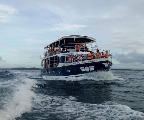 Whale Watching Experience in Mirissa