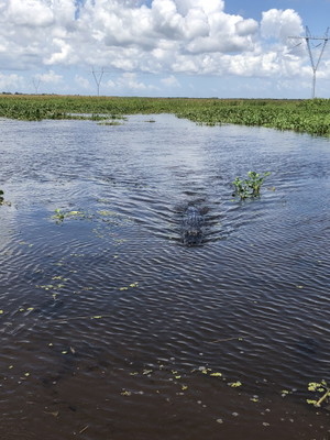 Jean Lafitte Swamp Tour