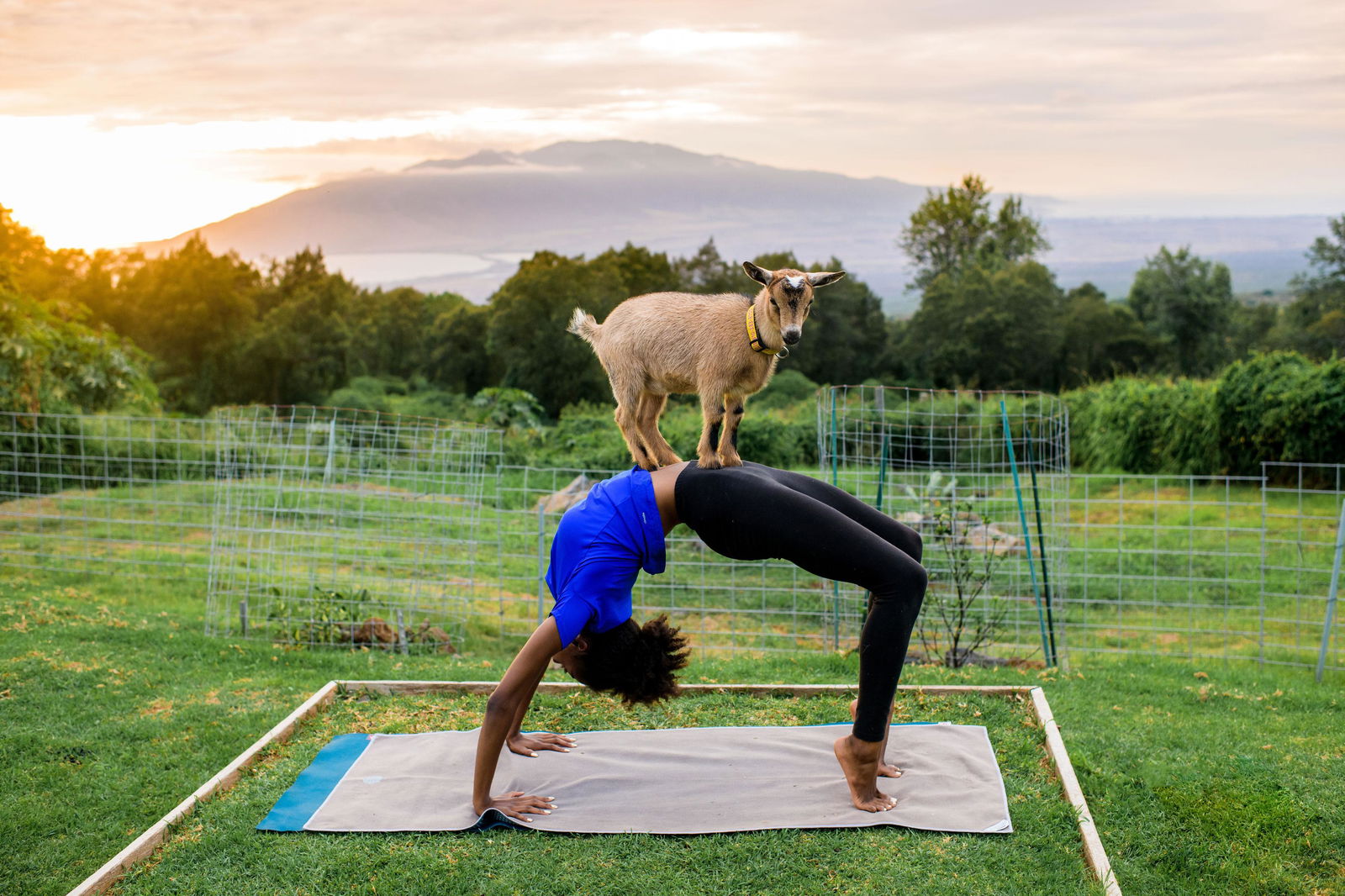 Maui Yoga with Miniature Goats