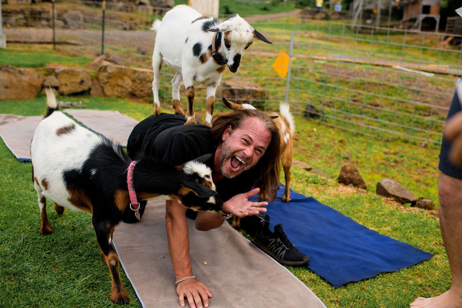 Maui Yoga with Miniature Goats
