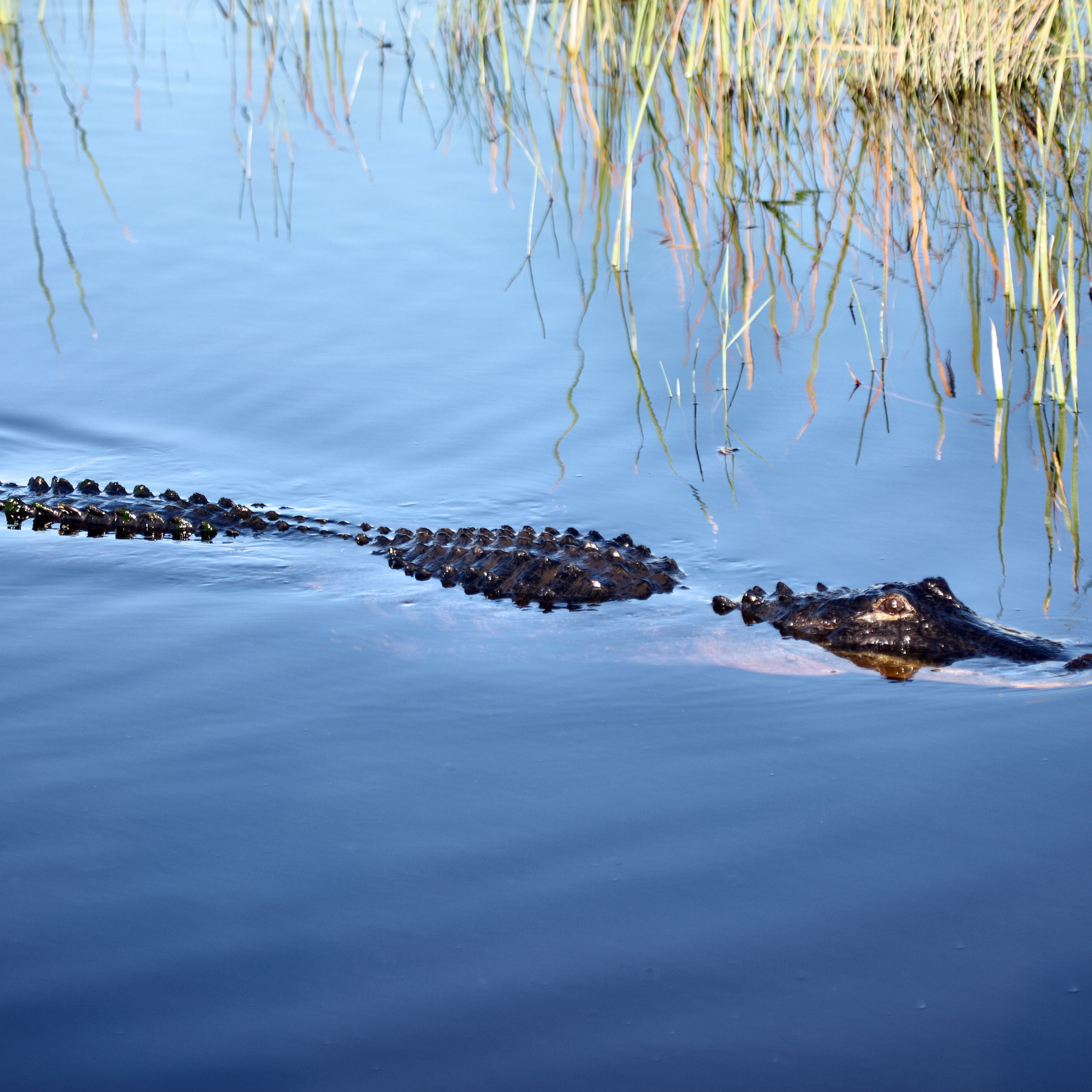 Big Bus Everglades Tour