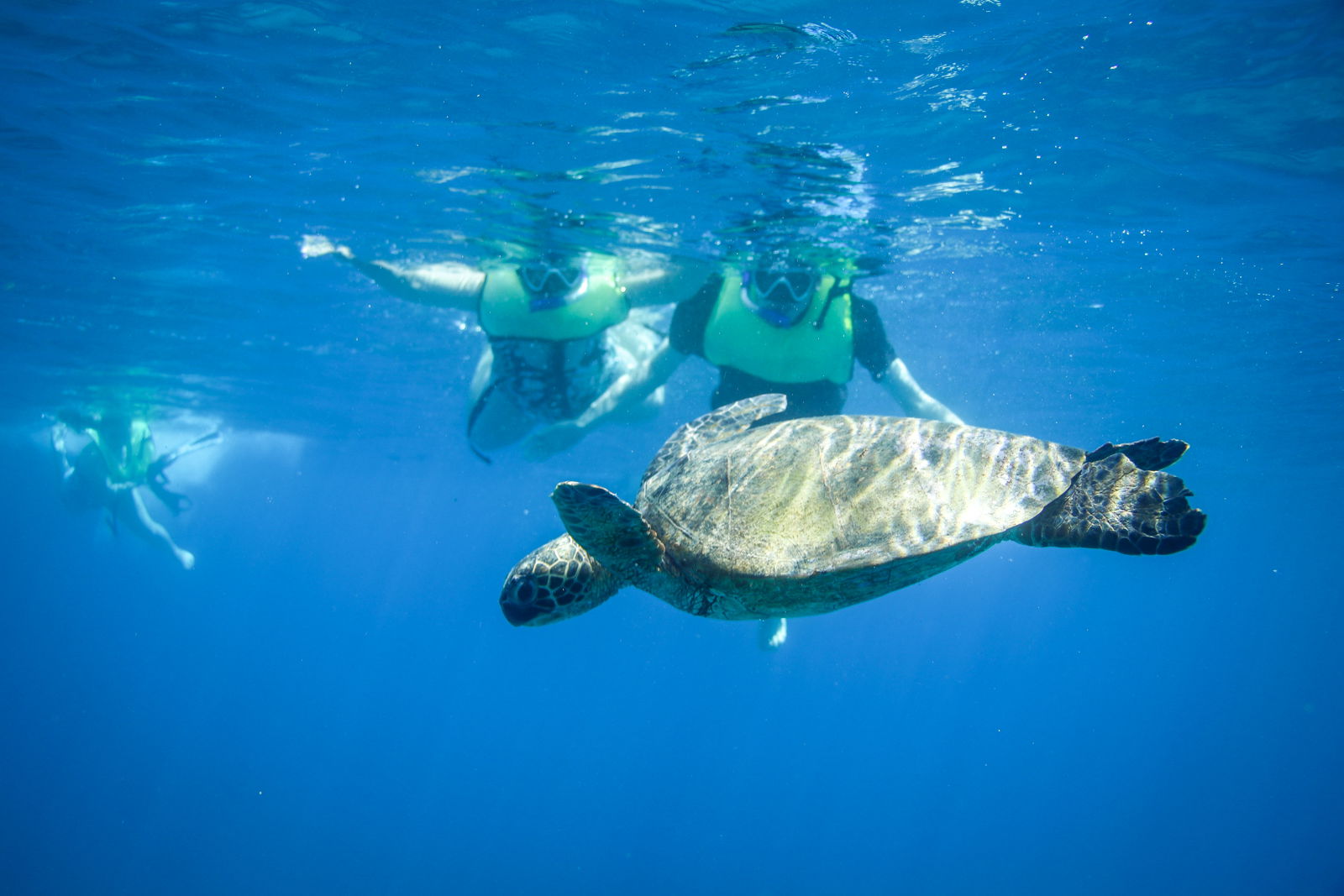 Oahu Turtle Snorkel