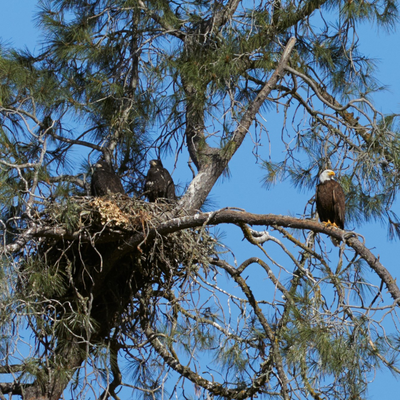 California Wild's Eagle Tour