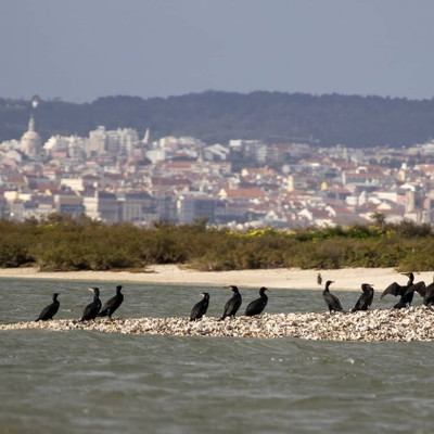 Lisbon: Birdwatching by Boat in the Tagus Estuary