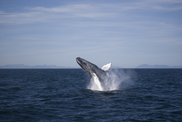 Classic Whale Watching