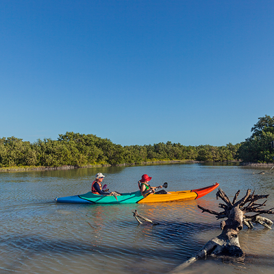 Kayak Through the Mangroves