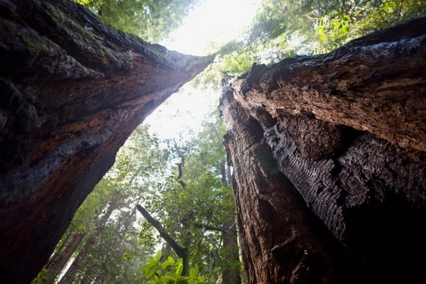Muir Woods and Sausalito Tour